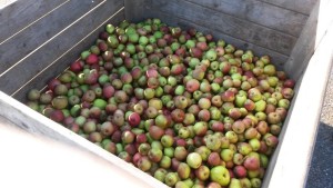 4e Appelpersdag 2015 (2)
