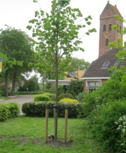 p-KoningslindeMidwolde